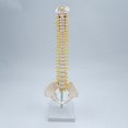thumbnail image 2 of Human Spine Model Vertebral Column 17.7" Life Size for Teaching Aid standing, 2 of 8