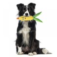 thumbnail image 3 of 2Pcs Plush Dog And Cat Plush Stuffed Vegetable Toy With Squeak Pet Toy, 3 of 7