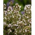 thumbnail image 2 of HIGHGW Herb Seeds, sage, Basil, Chives (Winter Thyme), 2 of 2