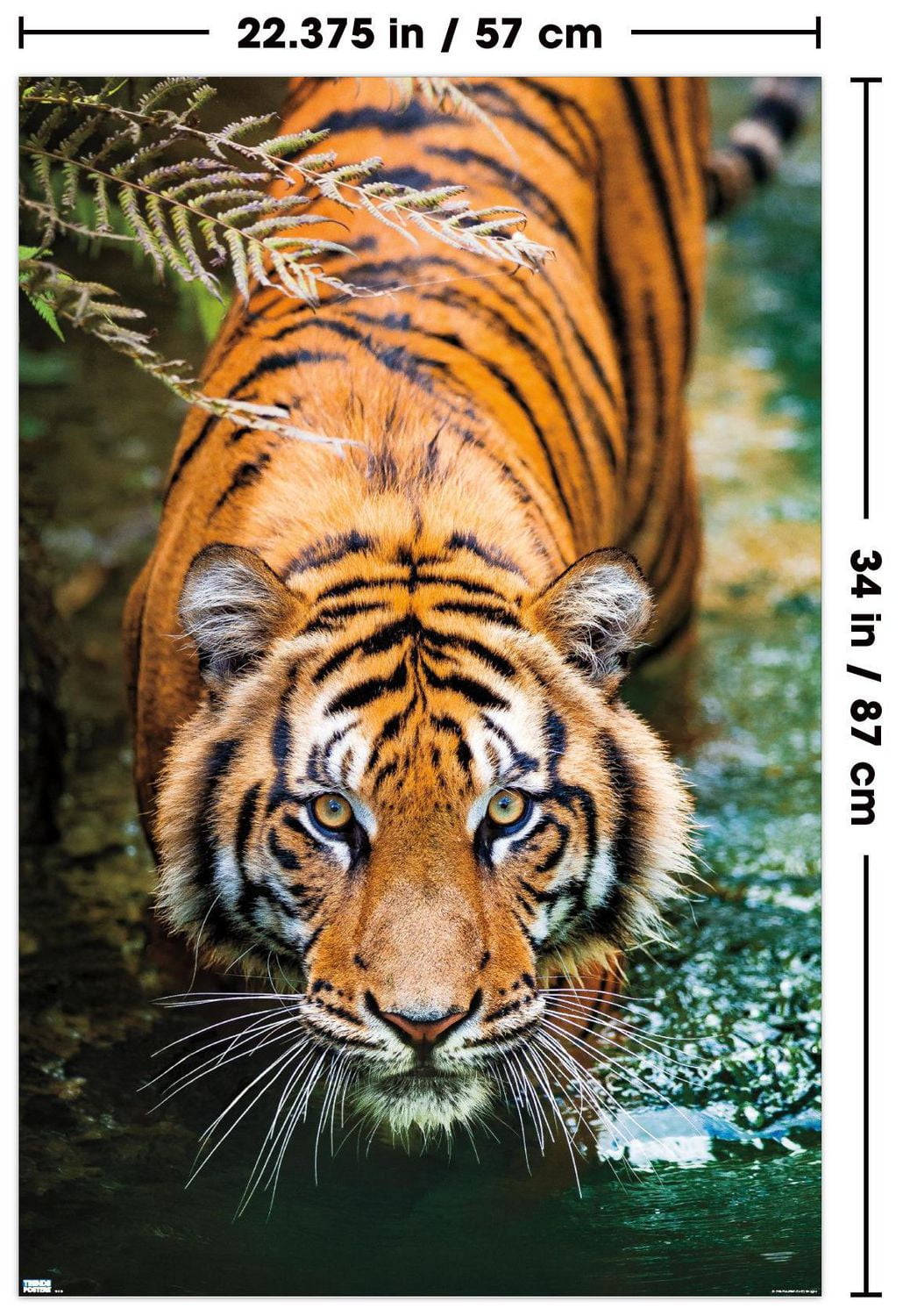 Tiger - Water Wall Poster, 22.375" x 34"