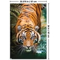 thumbnail image 2 of Tigre - Eau, 2 of 4