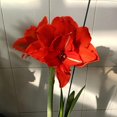 thumbnail image 2 of GSDWIUEW Double Amaryllis Bulbs for Fall Planting Large Hippeastrum Perennial Flowers Bulbs Size 10-11 Inch Perfect for Home Decor Garden, Gift with Wrapping and Planting Instruction (1, TIKA Dragon), 2 of 4