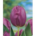 thumbnail image 1 of TASC Tulip ‘Purple Prince’ Single Early Perennial Flower Bulb, 1 of 1