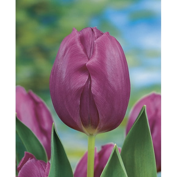 TASC Tulip ‘Purple Prince’ Single Early Perennial Flower Bulb