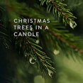 thumbnail image 2 of Thymes Pine Needle Frasier Fir Candle - 2 Oz, 2 of 6