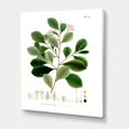 thumbnail image 3 of Designart Vintage Botanicals IV Canvas Wall Art, 3 of 4