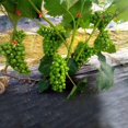 thumbnail image 2 of Plant Tying Machine Tapener Tool for Grapes, Raspberries, Tomatoes and Vining Vegetables, Comes with Tapes,, 2 of 7