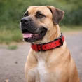 thumbnail image 2 of Handmade Genuine Leather Dog Collar – Red with Black Inner Liner, Adjustable Buckle. Buddies Collars, 2 of 5