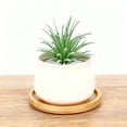 thumbnail image 1 of Lifelike Succulent Arrangement Modern Farmhouse For Home Desk, 1 of 3