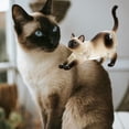 thumbnail image 4 of Cats Hair Storage Bottle Animals Hair Memorial Bottle Cats Furs Memorys Box Storage Box For Cats Hair Animals Lovers Transparent Cats Hair Glass Bottles, 4 of 4