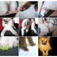 thumbnail image 3 of 20Pcs Pet Cats Kitten Anti-scratch Grooming Nail Paws Claw Cap Cover Protector, 3 of 8