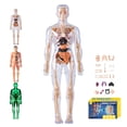 thumbnail image 1 of WHEANG Clear Human Body Structure Model Organizeh Human Body Skeleton Model Kits With Instruction 29 Piece Transparent 3D Human Body Torso Model – Removable, 1 of 9