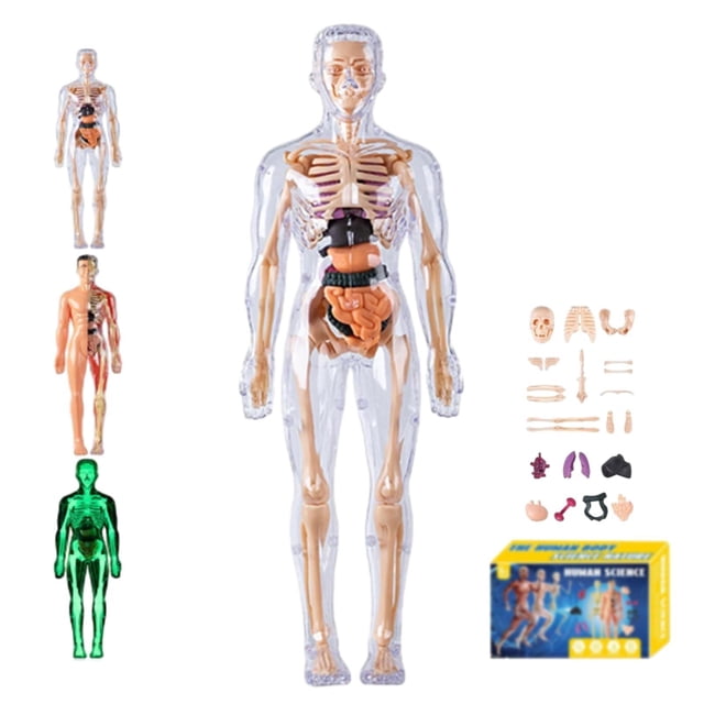 WHEANG Clear Human Body Structure Model Organizeh Human Body Skeleton Model Kits With Instruction 29 Piece Transparent 3D Human Body Torso Model – Removable