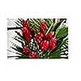 thumbnail image 2 of Hawaiian Tropical Flower Plant Roots - Bamboo Orchids - Hibiscus - Ginger -Ti Logs (Red Ginger Root), 2 of 4