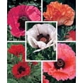thumbnail image 1 of 1000 MIXED Colors ORIENTAL POPPY Papaver Orientale Flower Seeds, 1 of 7