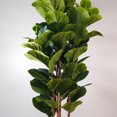 thumbnail image 3 of Feuille de figuier en pot 4 tiges, 3 of 5