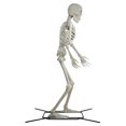 thumbnail image 4 of Squelette articulé de 3 m, couleur os — Décoration d'Halloween par Way to Celebrate, 4 of 7