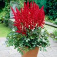 thumbnail image 1 of Flower Bulbs - Astilbe Arendsii Fanal (3 Bulbs), 1 of 1