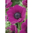thumbnail image 1 of Bulbes à fleurs Tasc - Anémone Coronaria de Caen Sylphide, 1 of 2