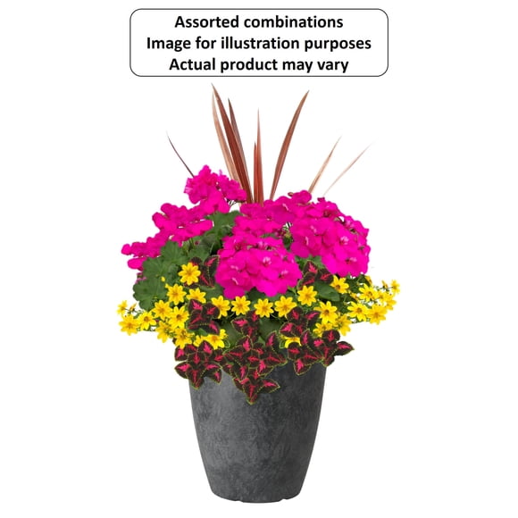 Expert Gardener #13 Tall Planter Flowering Annuals, Assorted Colours & Varieties, Outdoor Live Plants for Home Garden