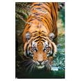 thumbnail image 1 of Tiger - Water Wall Poster, 22.375" x 34" Framed, 1 of 4