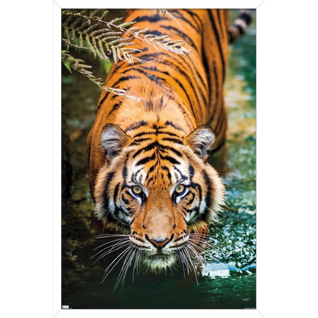 Tiger - Water Wall Poster, 22.375" x 34" Framed showing a close-up, front-facing view of a tiger standing in shallow water with vivid orange and black stripes, amber eyes, and long white whiskers, partially obscured by green fern leaves, framed with a white border ideal for home décor and wall art.