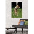 thumbnail image 4 of Famous Kitten Hang In There Poster Wall Poster, 22.375" x 34", 4 of 5