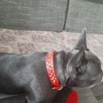 thumbnail image 4 of Collier pour Chien en Cuir avec Rivets Cloutés pour Chats Chiots Petits Moyens Animaux Rouge 51*3.0CM, 4 of 8