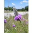 thumbnail image 5 of 700 PURPLE PRAIRIE CLOVER Dalea Purpurea Flower Seeds, 5 of 5