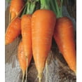 thumbnail image 4 of GSDWIUEW Carotte Sucrée Carotel Rouge Légume Patrimonial pour la Plantation, 4 of 8
