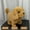 Jouet Interactif pour Chien en Peluche Moins de 5 $ a6, variante sur Cagogo Jouet Chien Électrique, Labrador Chiot Interactif Qui Marche et Aboie, Jouet en Peluche pour Enfants, Chien en Peluche Réaliste avec Queue Remuante pour Enfants, Jouet Réaliste pour Cadeau d'Anniversaire Déco Maison Temps de Jeu