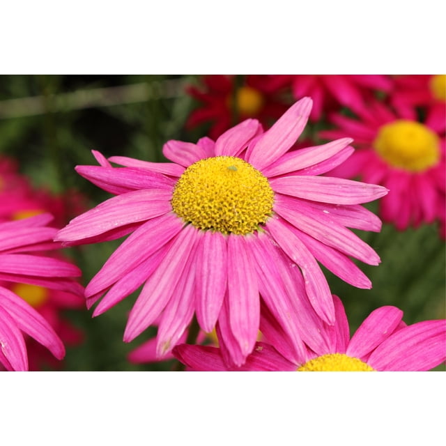 100 Rose PINK ROBINSONS DAISY Painted Chrysanthemum Coccineum Pyrethrum Flower Seeds. Close-up of vibrant rose pink Robinson's Daisy flowers with yellow centers, showcasing their 2.5-inch blooms. These perennial flowers grow 24-36 inches tall, thrive in hardiness zones 3-9, and bloom in late spring to early summer. Ideal for sunny to partially shaded areas, they attract bees, birds, and butterflies while being deer resistant. Includes 100 seeds.