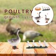 thumbnail image 1 of 4 Piece Insect Figure Animal Life Cycle Plastic Brood To Mature Period, 1 of 6