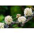 thumbnail image 4 of 2 Gallon  Diabolo Ninebark (Physocarpus) Shrub, 4 of 5