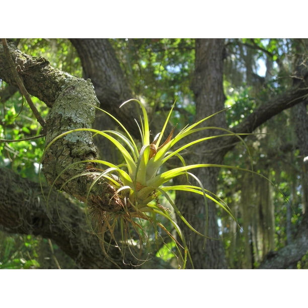 10 GIANT AIR PLANT Tillandsia Utriculata Bromeliad Spreading