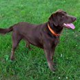 thumbnail image 3 of Country Brook Petz Martingale Dog Collar - Heavy-Duty Training Collar with No Buckle - Service Dog Collar for All Pups - Vibrant, Colorful Collection (Orange, 3/4 Inch, Small), 3 of 8