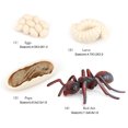thumbnail image 4 of 1 Set Modèle de Ver de Pelle en Plastique Premium Figurines d'Insectes Significatives Modèles Éducatifs Précoces pour Projet Scolaire Fourmi Rouge, 4 of 6