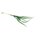 thumbnail image 1 of veasfak Vegetable Food Green Garlic Shallot Decorative Display Example Kids Pretend Play Garlic 40cm, 1 of 9