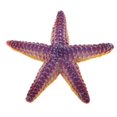thumbnail image 1 of HILABEE Figurines Imperméables en Plastique Animal Action, 1 of 6