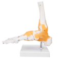 thumbnail image 3 of Khall Modèle de Pied Adulte Ligament Squelettique Humain Pied Cheville Enseignement Anatomique, 3 of 8