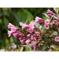 thumbnail image 2 of Ensemble de arbuste 6 contenants de 1 gallon  weigela Victoria, 2 of 6