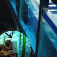 thumbnail image 3 of Couvercle de Filtre pour Aquarium Protection contre les Crevettes, 3 of 9
