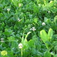 thumbnail image 3 of Whitetail Institute Imperial Fusion Perennial Deer Food Plot Seed, 9.25 Pounds, 3 of 4