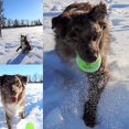 thumbnail image 3 of Squeaky Tennis Ball Dog Toys 3 pack, 3 of 3