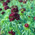 thumbnail image 1 of HJADGG Sweet William Black Magic Seeds-Dianthus barbatus, 1 of 2