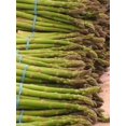 thumbnail image 4 of 100 Graines Vivaces d'Asperge Officinale MARY WASHINGTON Asperagus Officinalis, 4 of 4