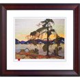 thumbnail image 1 of Jack Pine, 1 of 2
