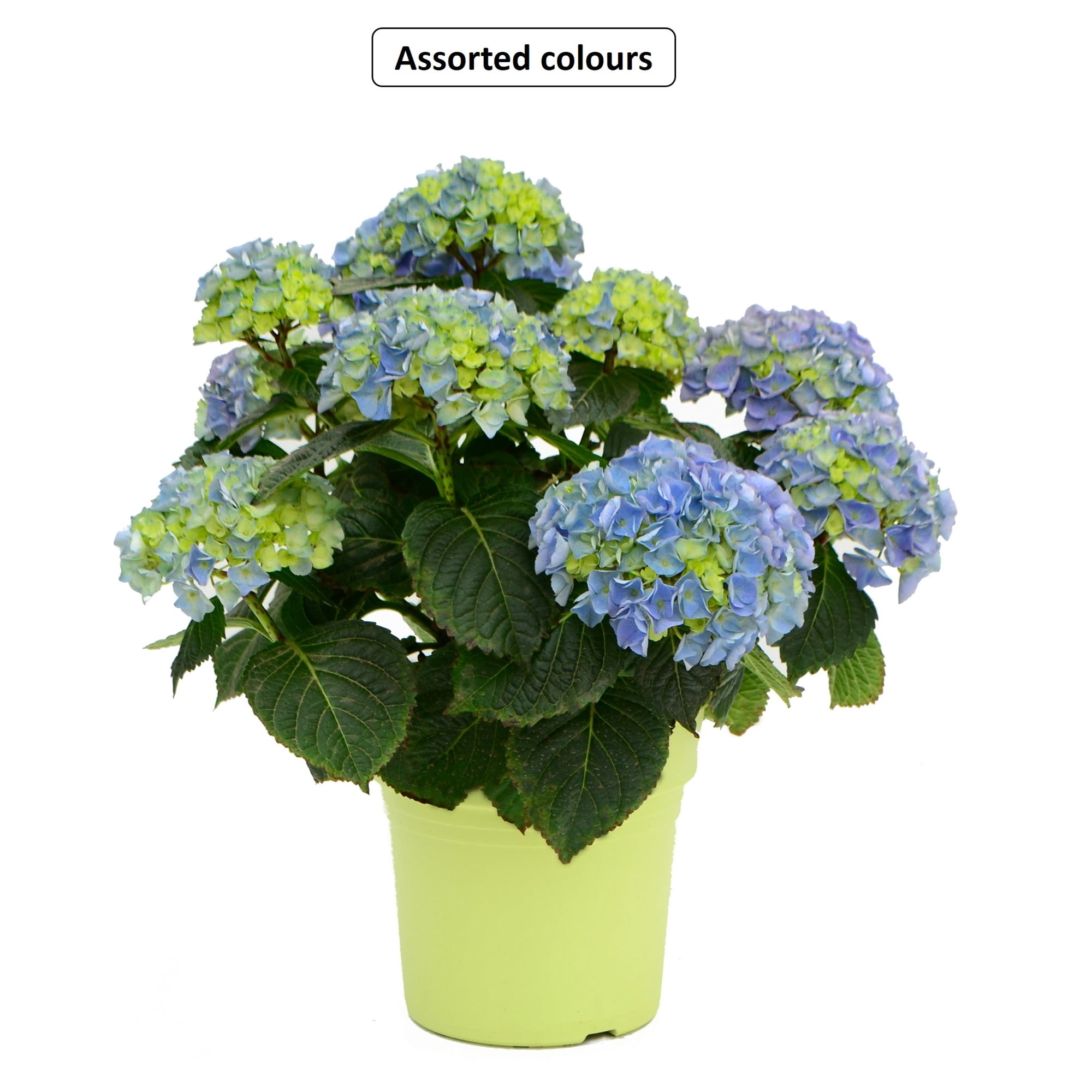 Summerhill #8 Hydrangea Plant, Assorted Colours & Varieties