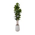 thumbnail image 1 of Feuille de figuier en pot 4 tiges, 1 of 5