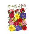 thumbnail image 1 of simhoa 30 Pieces Real Dried Pressed Flowers, Dry Leaves Bulk Natural Kit for Crafts, Multi, 1 of 4